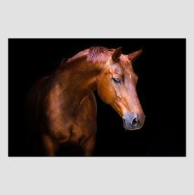 Oppidan Home &quot;Pensive Mare&quot; Acrylic Wall Art (32&quot;H X 48&quot;W)