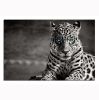 Oppidan Home &quot;Spotted Leopard in Black and White&quot; Acrylic Wall Art (32&quot;H x 48&quot;W)