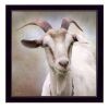 "Up Close Goat" By Lori Deiter; Printed Wall Art; Ready To Hang Framed Poster; Black Frame